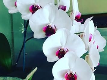 Flower Seeds, Seeds for Planting, Plant Seeds