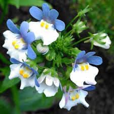 Flower Seeds, Seeds for Planting, Plant Seeds