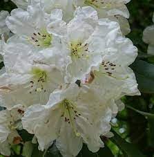Flower Seeds, Seeds for Planting, Plant Seeds