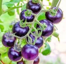 Purple Tomato Seeds for Planting