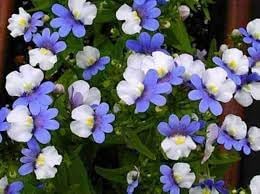 Flower Seeds, Seeds for Planting, Plant Seeds
