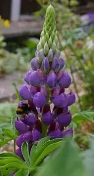 violet lupine flower seeds