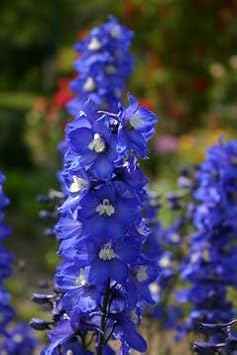 Flower Seeds, Seeds for Planting, Plant Seeds