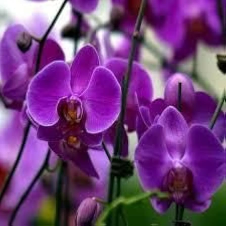 Purple Butterfly Orchid Seeds for Planting - 100 pcs