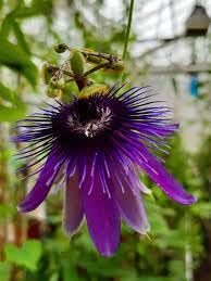 passiflora flower flower seeds
