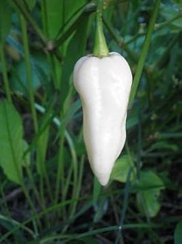 White Hot Pepper Seeds for Planting