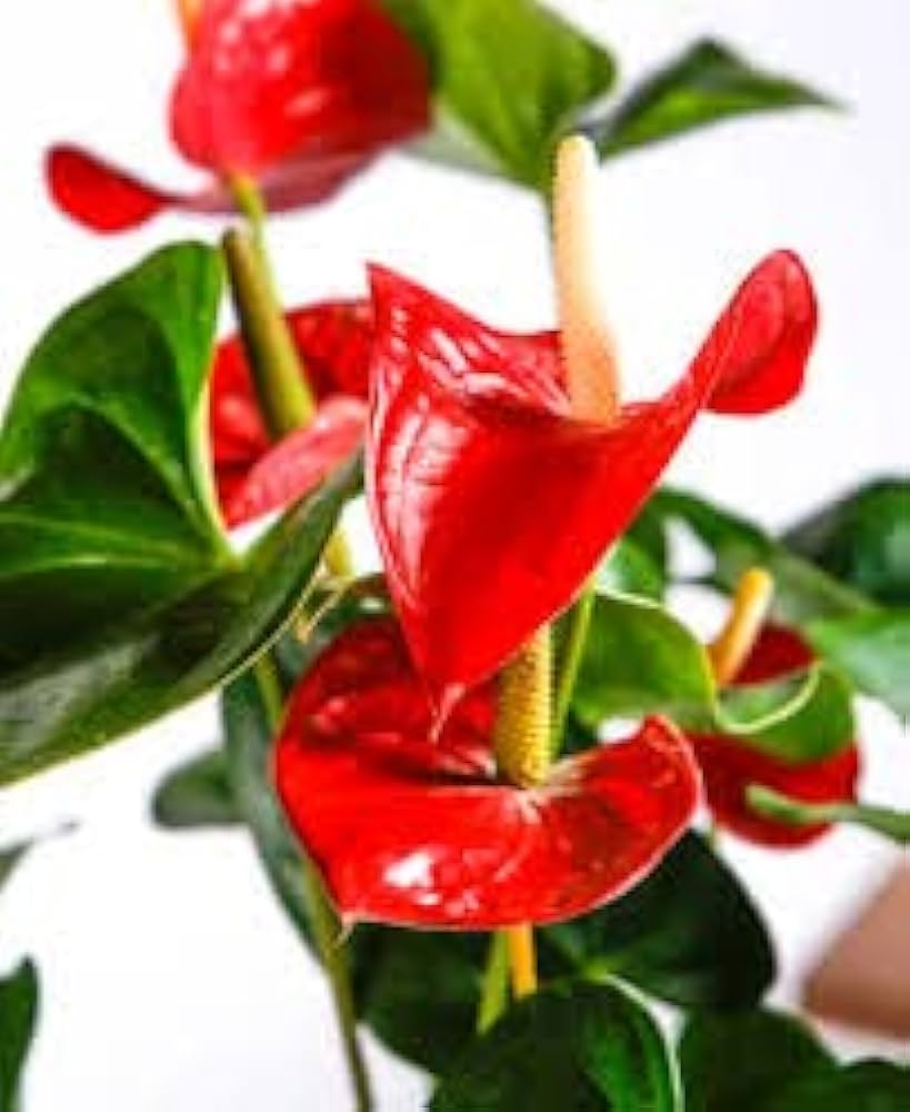 red anthurium flower seeds