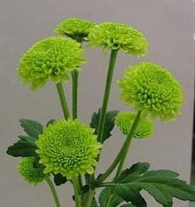 green chrysanthemum flower seeds