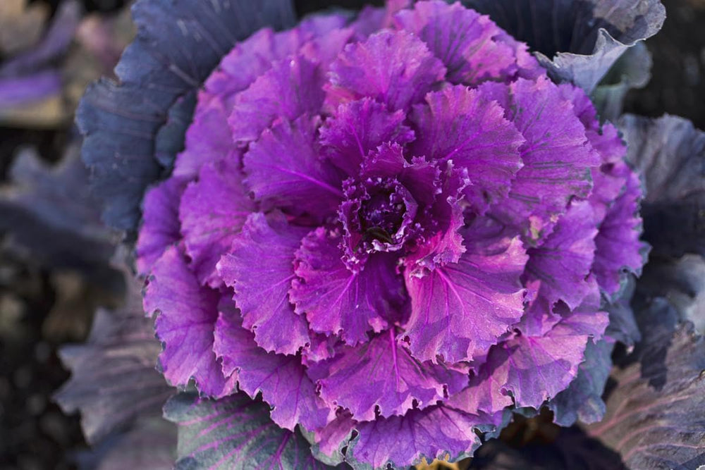 Ornamental Kale Seeds for Planting