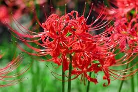 lycoris plant flower seeds