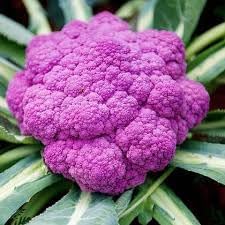 Pink Broccoli Seeds for Planting – Heirloom, Non-GMO Vegetable Seeds for Home Garden & Organic Growing