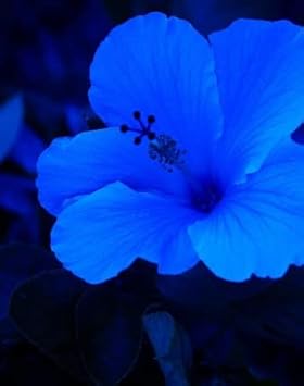 blue hibiscus flower seeds