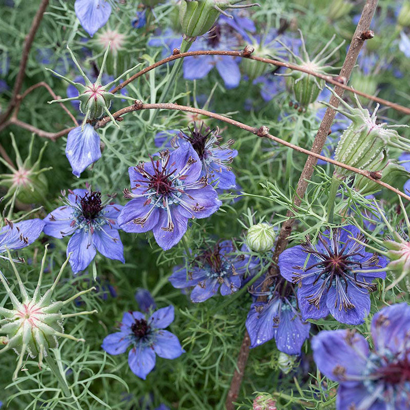 blue blue flower seeds