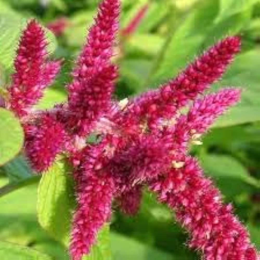 love lies flower seeds