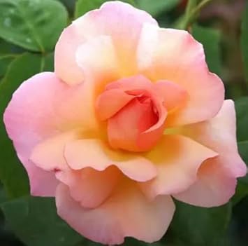 Flower Seeds, Seeds for Planting, Plant Seeds