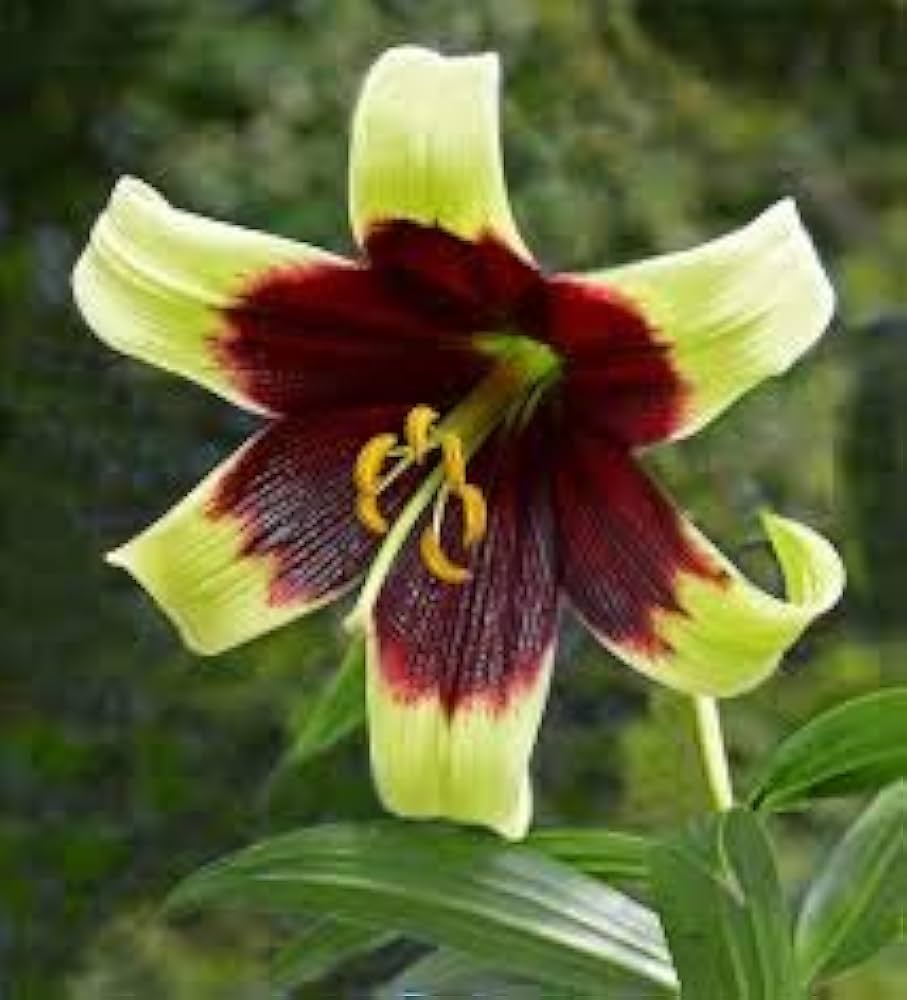 nepal lily flower seeds
