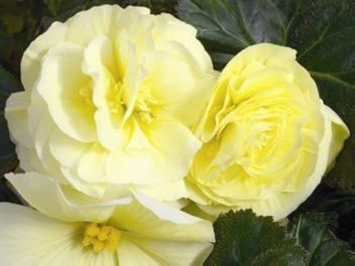 Lysegul Begonia Blomsterfrø til udplantning - 100 stk