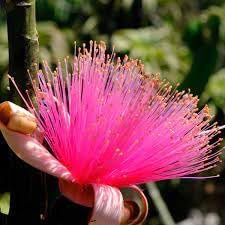 heirloom ellipticum flower seeds