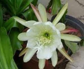 Flower Seeds, Seeds for Planting, Plant Seeds