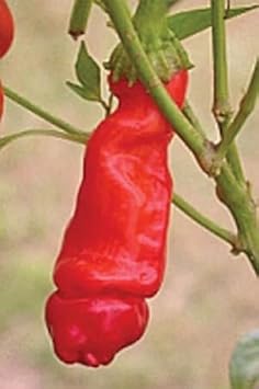 Red Chili Willy (Peter Pepper) Vegetable Seeds for Planting