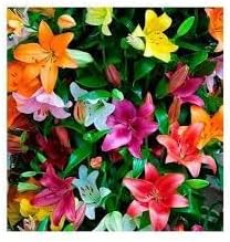 lluvia flower flower seeds