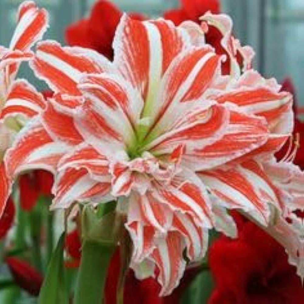 amaryllis hippeastrum flower seeds