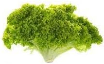 Batavia Lettuce Vegetable Seeds for Planting