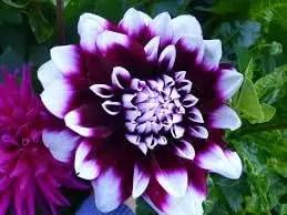 purple beard flower seeds