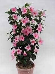 Flower Seeds, Seeds for Planting, Plant Seeds