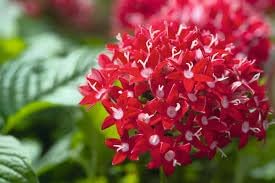 pentas lanceolata flower seeds