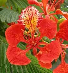 red heirloom flower seeds