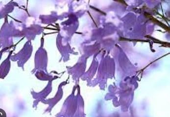 Flower Seeds, Seeds for Planting, Plant Seeds