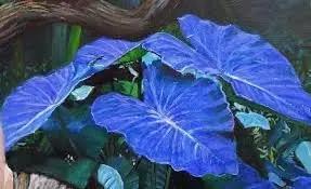 bicolor plant flower seeds