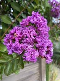Flower Seeds, Seeds for Planting, Plant Seeds