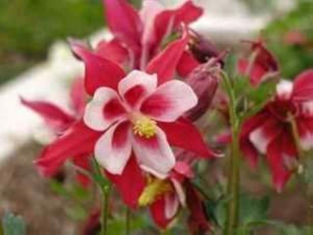 red aquilegia flower seeds
