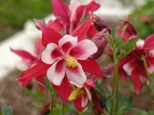 White Red Aquilegia Flower Seeds for Planting - 100 pcs