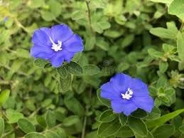 Flower Seeds, Seeds for Planting, Plant Seeds