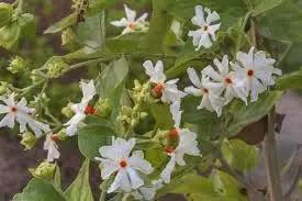 jasmine flower flower seeds