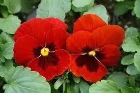 red blue flower seeds