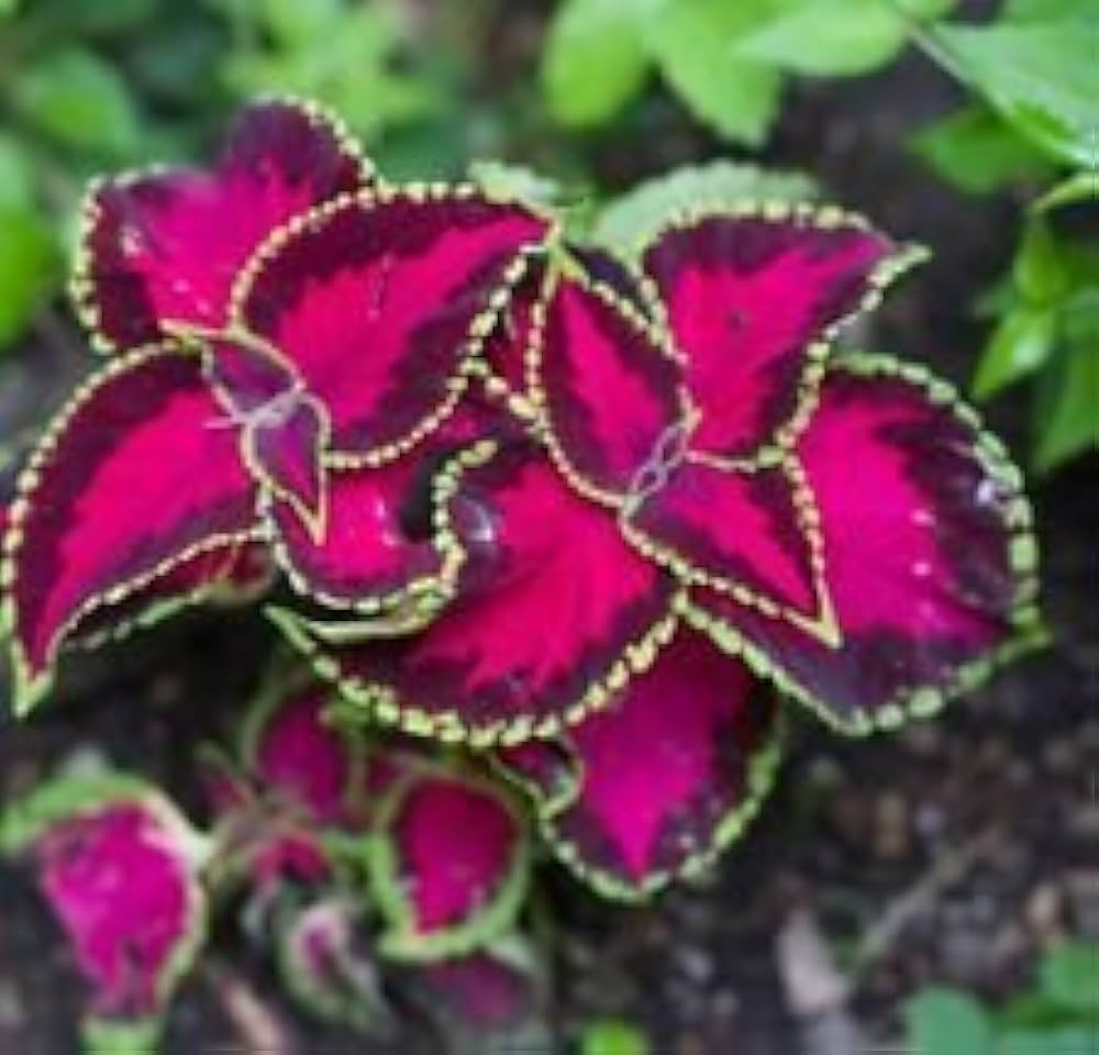 pink fairway flower seeds
