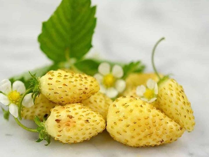 Yellow Strawberry Vegetable Seeds for Planting