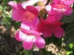 pink climbing flower seeds