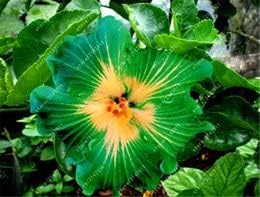 Flower Seeds, Seeds for Planting, Plant Seeds