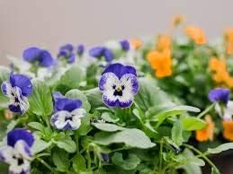Flower Seeds, Seeds for Planting, Plant Seeds