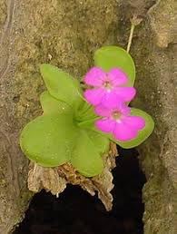 Flower Seeds, Seeds for Planting, Plant Seeds