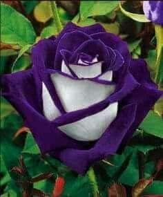 Flower Seeds, Seeds for Planting, Plant Seeds