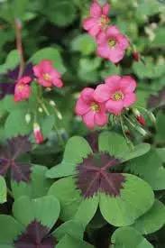 oxalis flower flower seeds