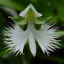 Flower Seeds, Seeds for Planting, Plant Seeds