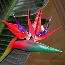 violet red flower seeds