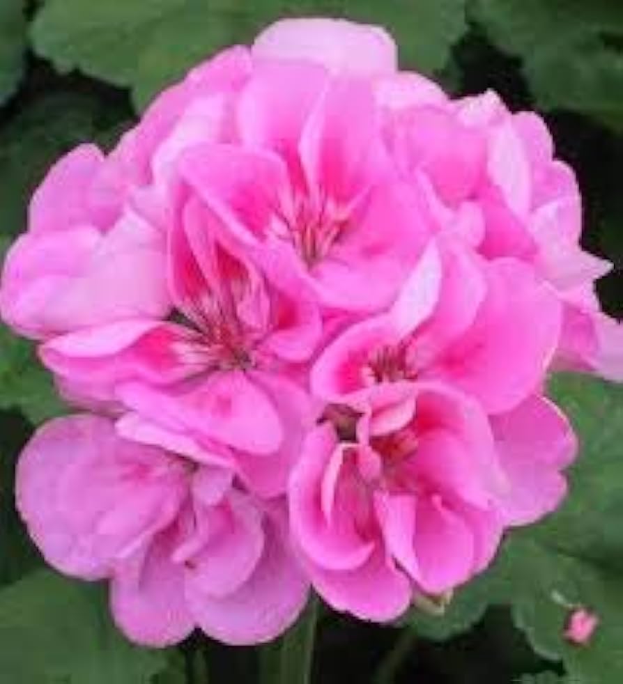 Pink Univalve Geranium Blomsterfrø til udplantning - 100 stk